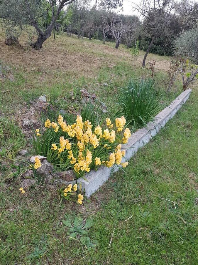 Villa Ulivella Schifoni Εξωτερικό φωτογραφία